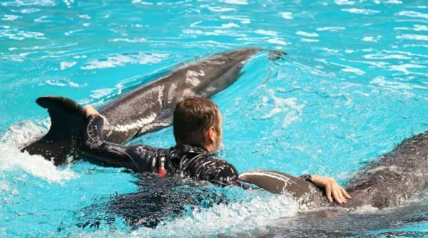 delfinariul din constanta cum se simt delfinii dupa protestul din weekend