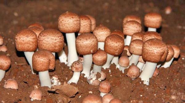 cancer ciuperca lui dumnezeu vindecari miraculoase