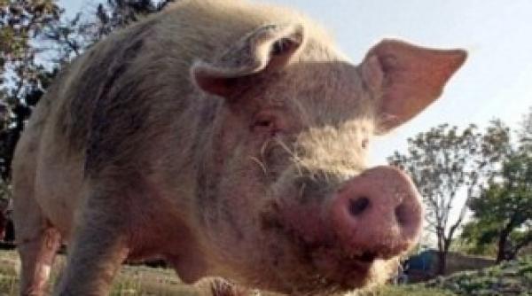 femeie ucisa de un porc caz tragic