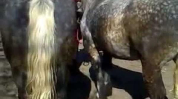 bancul zilei tata i fiu la un targ de animale