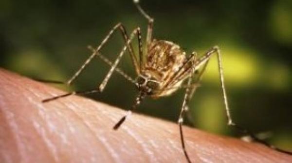 west nile elev infestat cu virus