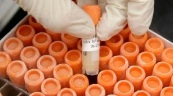 celule stem hematopoietice doneaza o ansa la via a fii eroul din umbra