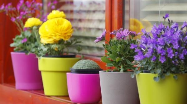 de ce sa pui cuburi de ghea a in ghiveci