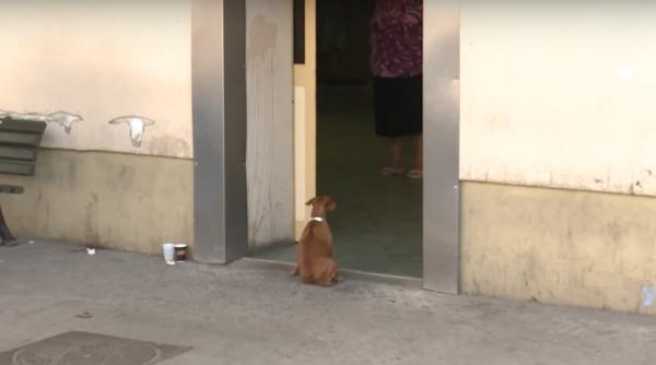 o ca elu a i a a teptat stapanul ore in ir la u ile spitalului sf spiridon din ia i video