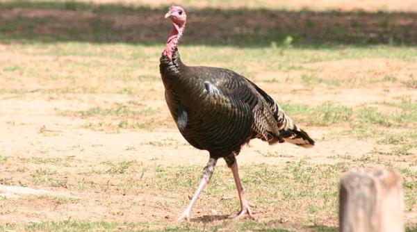 bancul zilei poli istul i curcanul