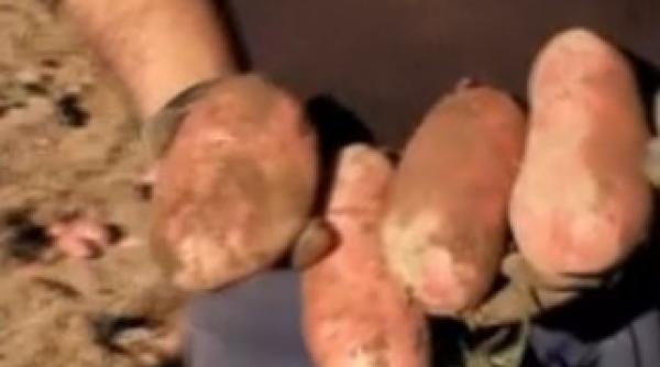 a mancat doar cartofi timp de un an la final prietenii lui au ramas socati