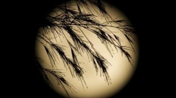 luna recoltei 5 octombrie tot ce trebuie sa stii despre fenomenul astronomic