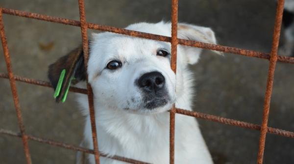 primaria sectorului 1 adopta un caine i fa i un prieten pe via a