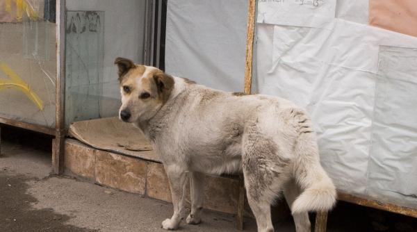 caini romania olandeza care marsaluieste pentru animalele din tara noastra