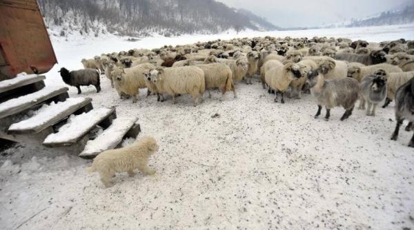 oi i vaci ingropate in zapada situa ie disperata autorita ile nu vor sa ne ajute