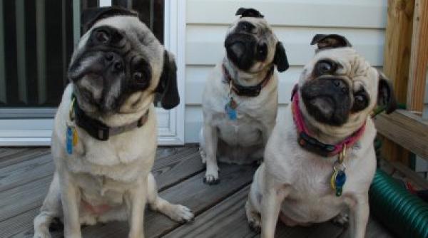 studiu animale cercetatorii i au filmat pe caini rezultatul incredibil