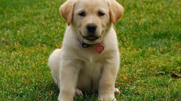 labrador concediat de cia