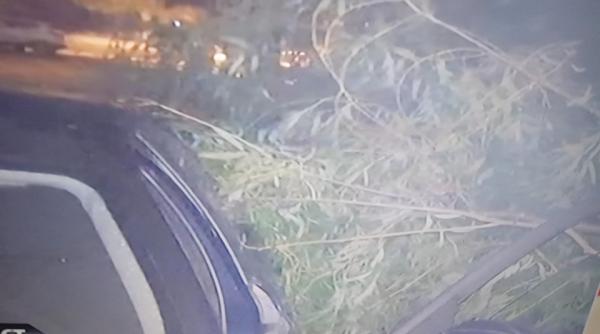 copac cazut peste ma ina unei senatoare eram in ma ina