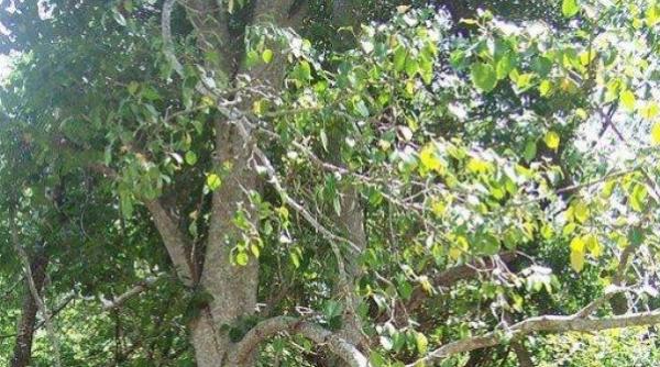 copac cazut peste spitalul obregia pacien i muta i