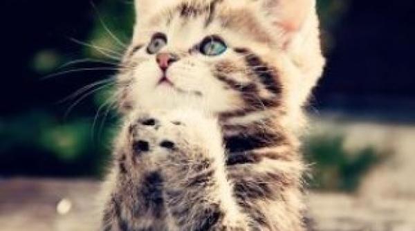 concert rock pentru pisici