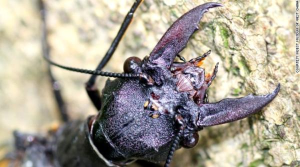 dispar insectele de pe planeta efect devastator