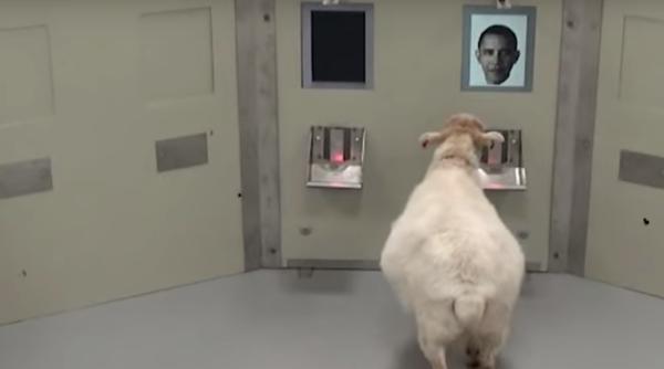 oile il recunosc pe barack obama cercetatorii au ramas uimiti video