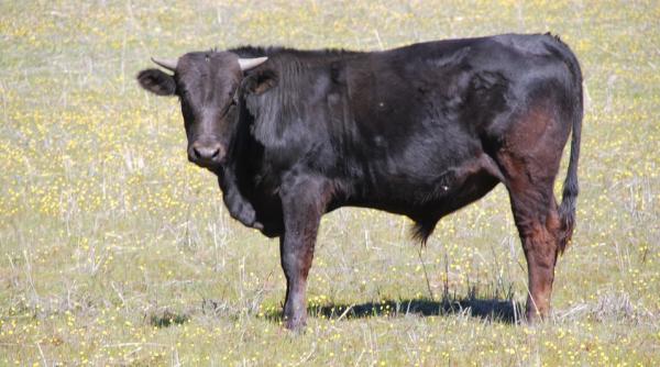 bancul zili ion i maria despre reincarnare