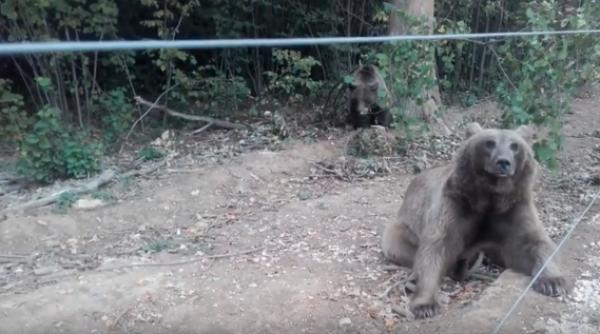 libearty zarne ti ur i distrac ie pe cinste cu lupul rock video