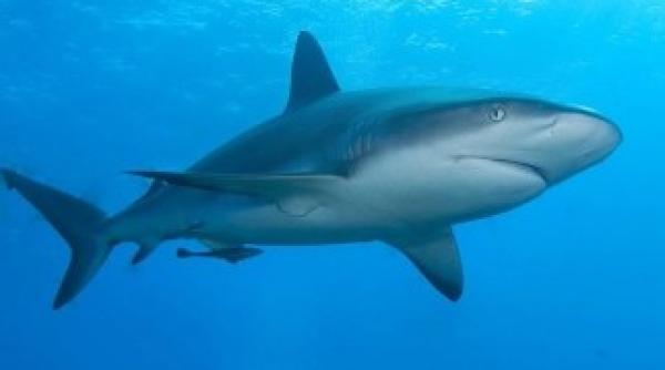 atac rechin reac ie inedita a unui barbat