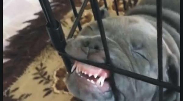 braila  barbat cercetat penal pentru comercializare de caini din categoria i de periculozitate