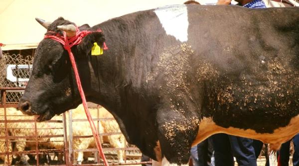 export animale romania anchetata de ue