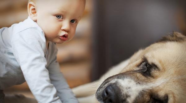 posesorii de caine traiesc mai mult decat cei care nu au animal de companie studiu