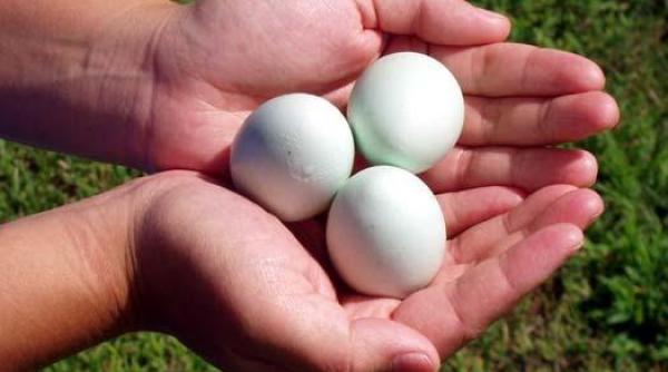 bancul zilei bula probleme cu colesterolul