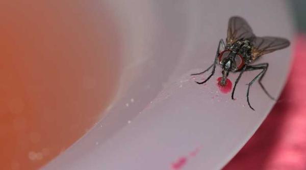 musca pericolul din fiecare casa micriobi transmisi