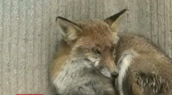 constan a o vulpe a fost gasita intr o scara de bloc