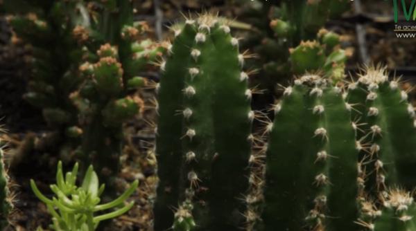 beneficii cactus in camera
