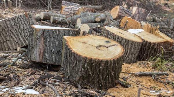 padurari batuti de hotii prinsi la furat de lemne