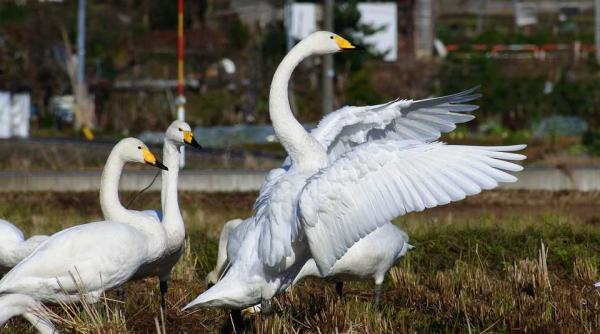 lebedele de pe lacul din jurul cetatii fagaras duse la iernat