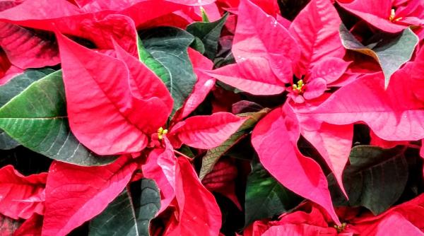 craciunite pret sarbatori craciun