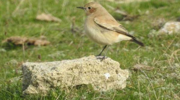 pietrarul de desert o noua specie de pasare in romania