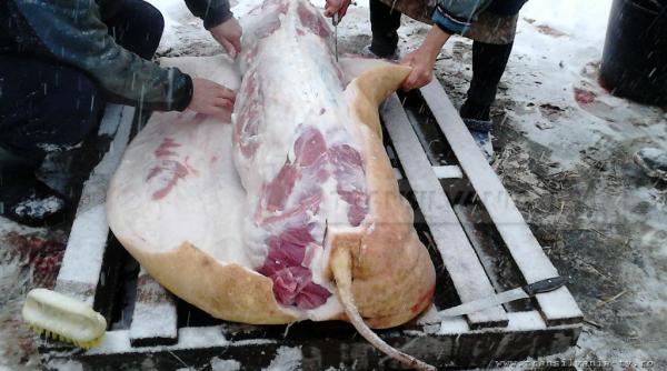 carnea de porc mai sanatoasa decat cea de curcan sau cea de vita