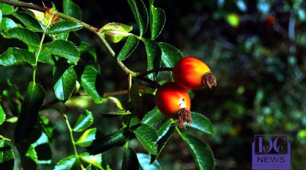 fonduri europene pentru cultura de goji