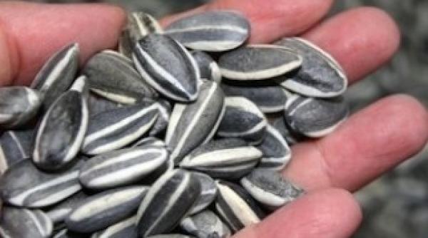 semin e prajite medicii avertisment pericol pentru organism