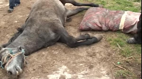 cal batut de stapani in alba iulia