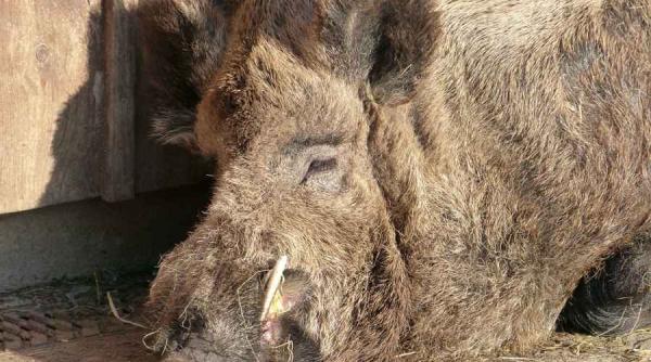 pahontu mistret contaminat radioactiv impuscat in romania