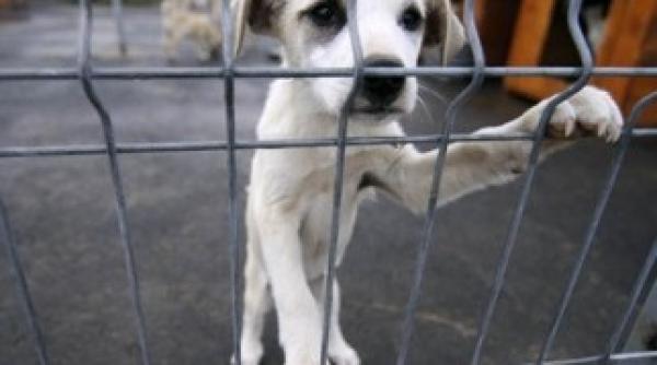 ucidere caine inchisoare sentin a unica in romania