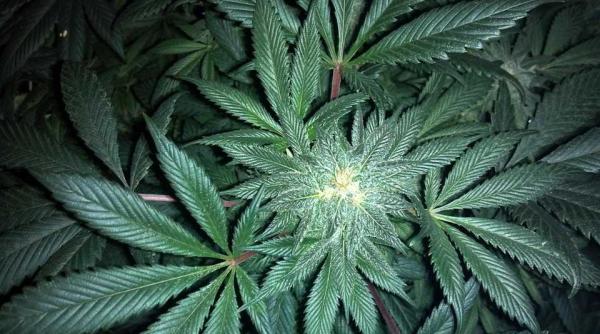 cultivator si dealer de canabis ridicat de diicot