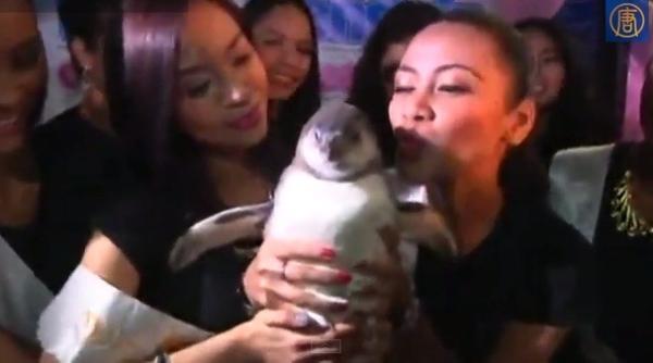 pinguin din noua zeelanda viral pe internet