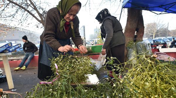 vasc legenda plantei incarcata de magie