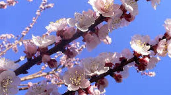 plante pentru indigestie cele mai bune plante care usureaza digestia