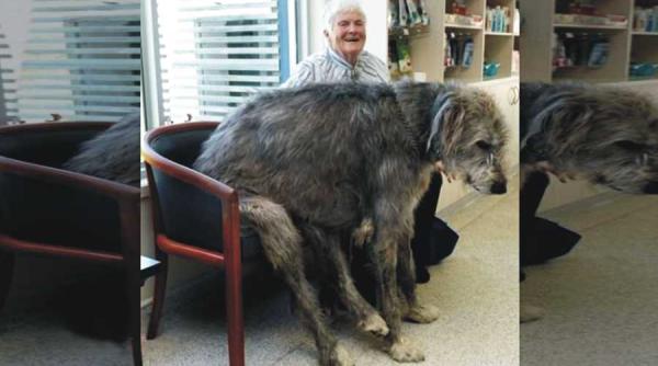 top 10 cei mai mari caini din lume video