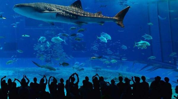 atractie turistica turistii curajosi rechinul balena