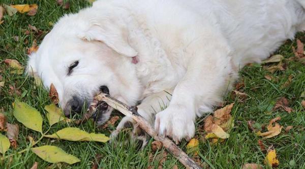 incendiu provocat de un caine care a ros cablul electric