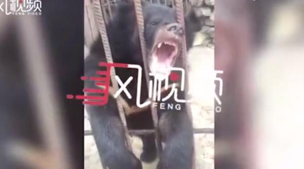 urs impuscat in china