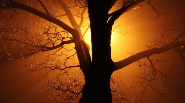 gradina cu copaci luminosi vis sau realitate